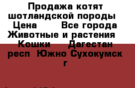 Продажа котят шотландской породы › Цена ­ - - Все города Животные и растения » Кошки   . Дагестан респ.,Южно-Сухокумск г.